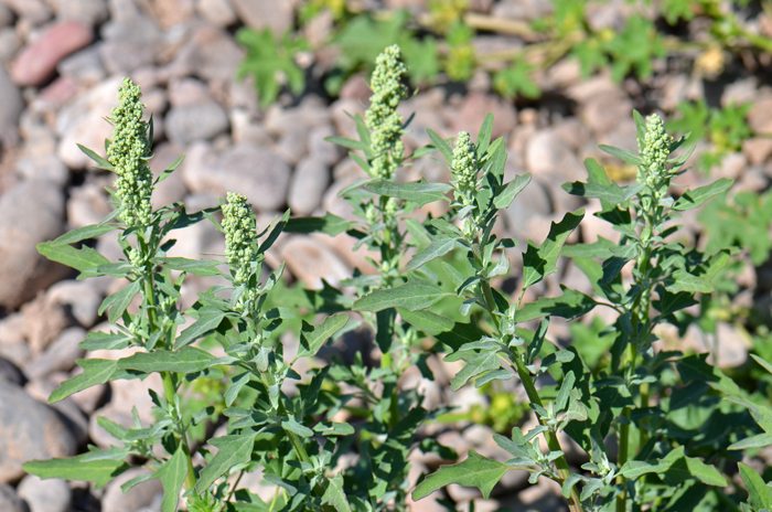 Flowers are mostly inconspicuous but generally greenish white, each with 5 tepals. Flowers are wind pollinated, fruiting summer and fall. Chenopodium ficifolium
